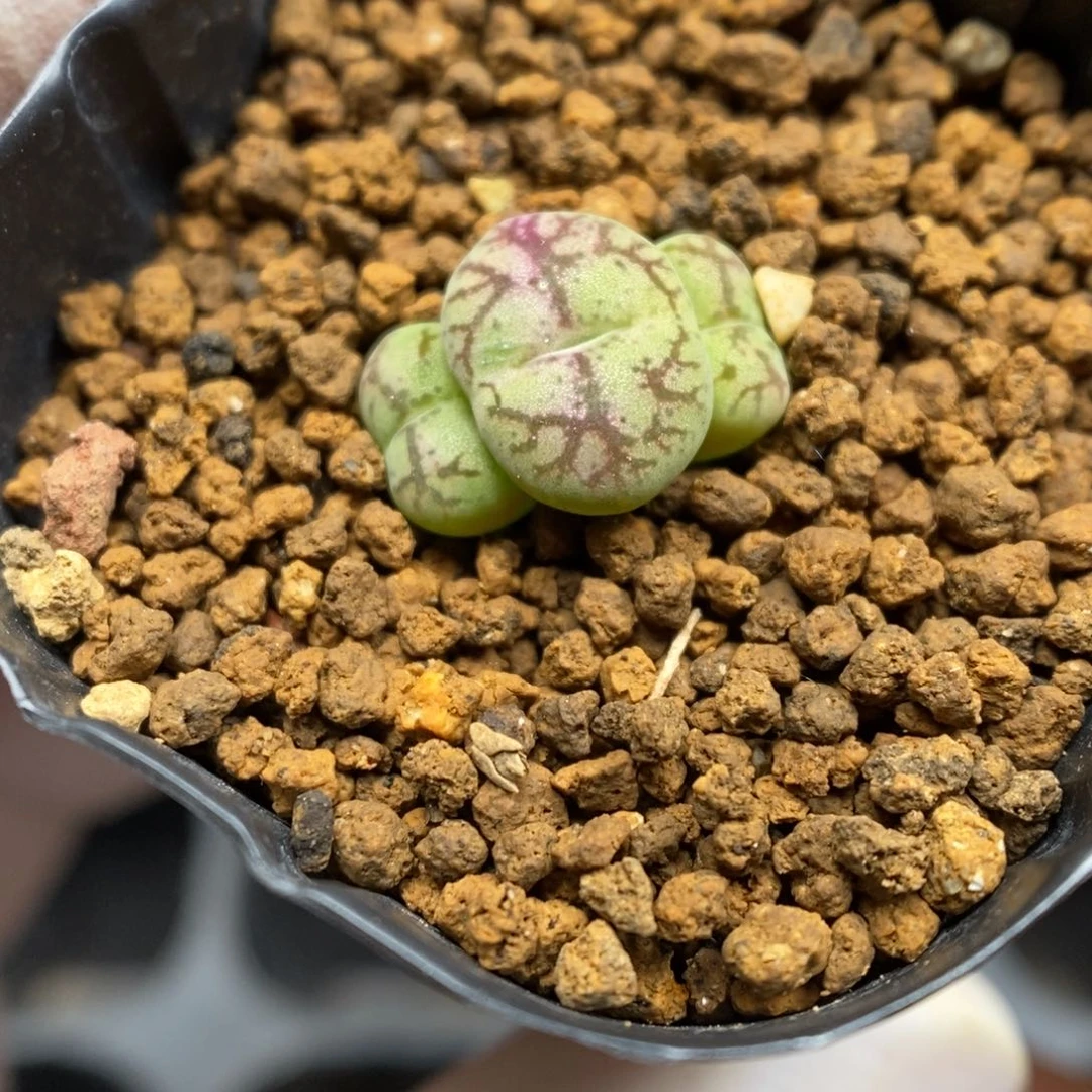 多肉植物K-5230 风铃杂安贞