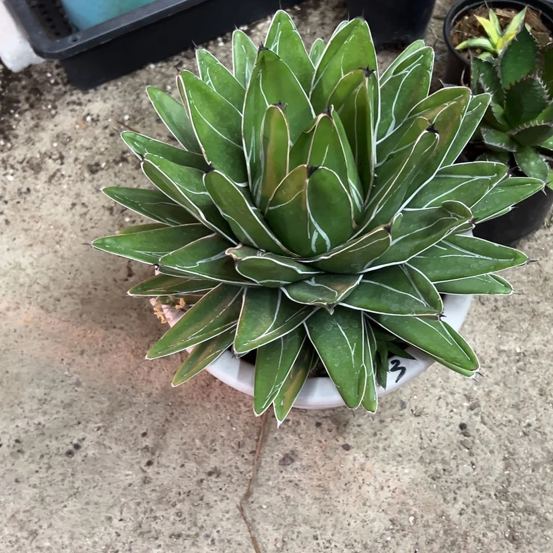 25cm+丸叶绿肌屉之雪植物
