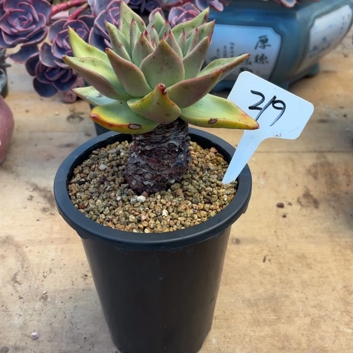 多肉植物，清纯乌木219号