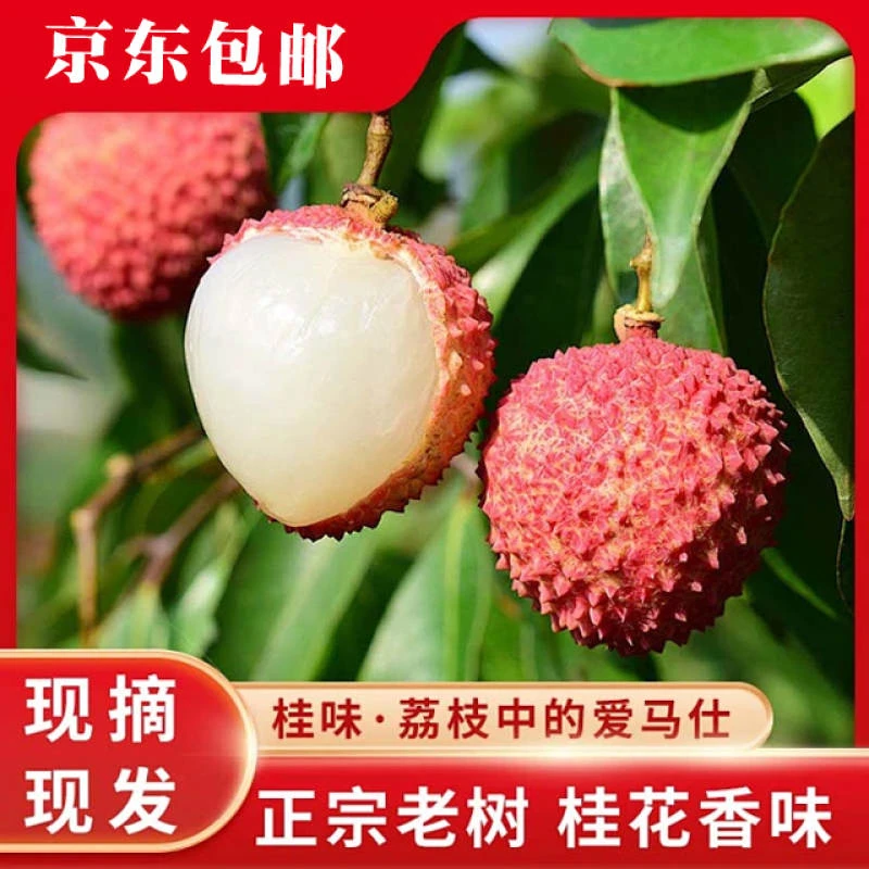 【精品桂味】从化温泉大红桂味荔枝原产地现摘现发新鲜荔枝全国包邮