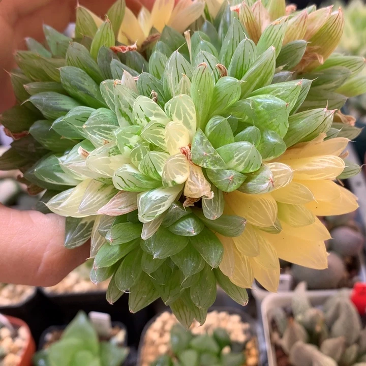 花火玉露锦e lv x j j j k k