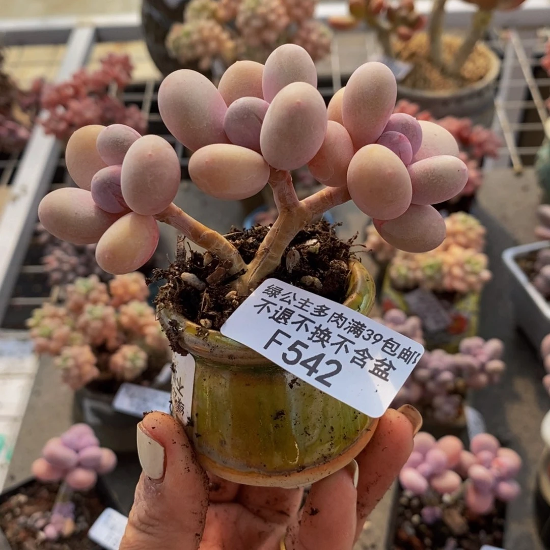 橙奶542/8cm多肉