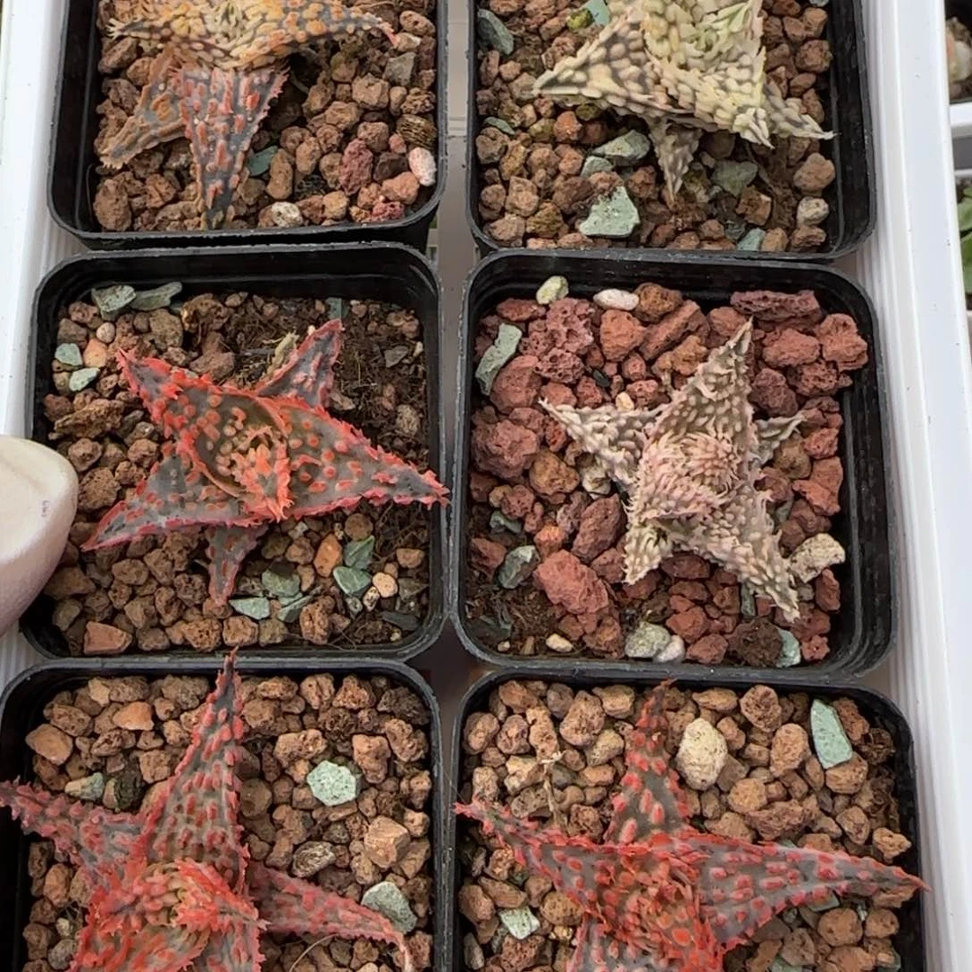 泰国TCT高端芦荟一颗福利