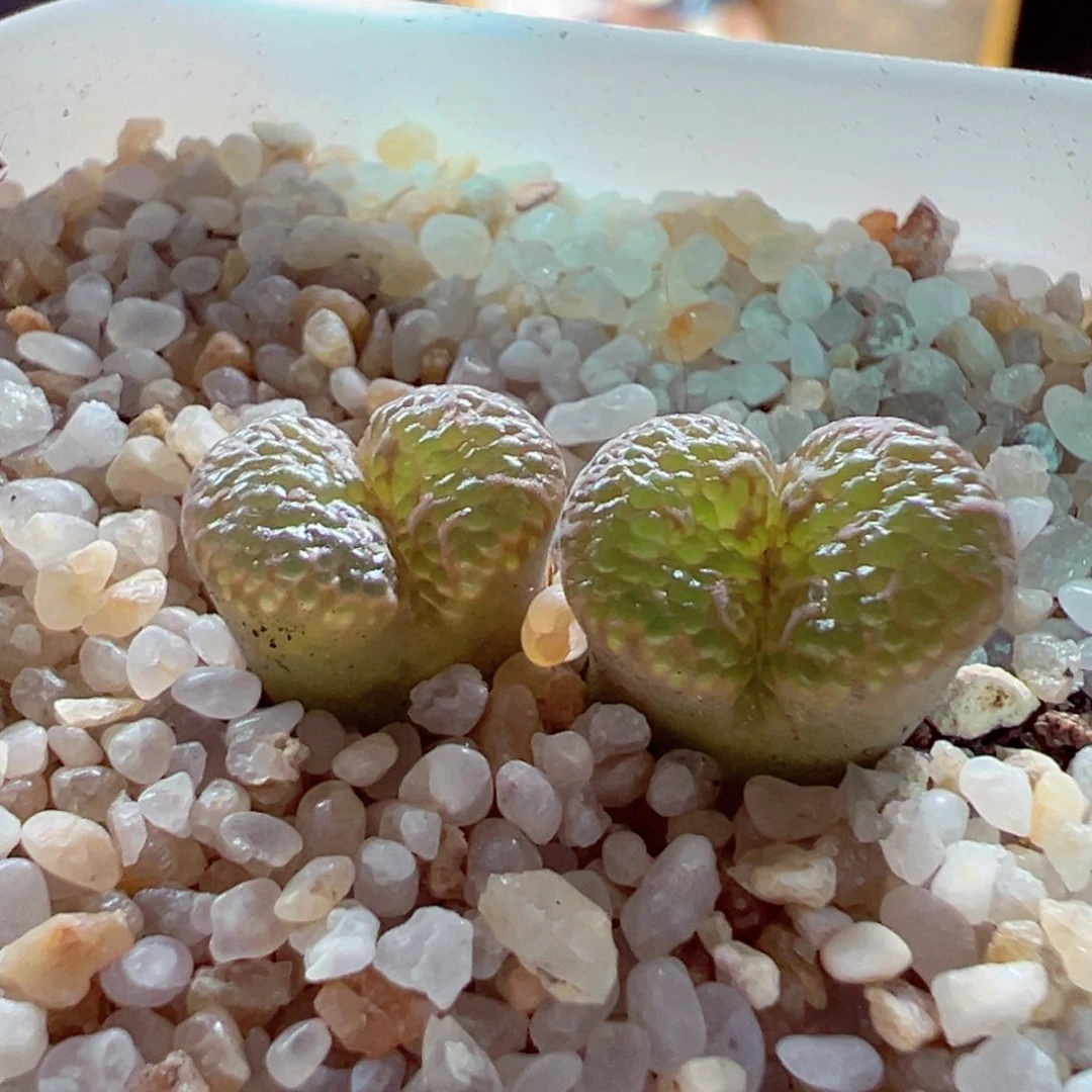 617-292.我是真的