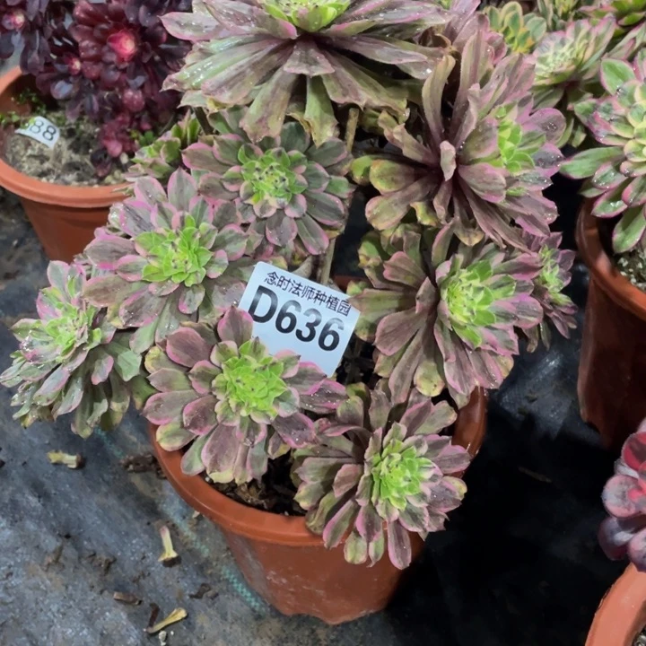 @****呀636花脸1111111多肉