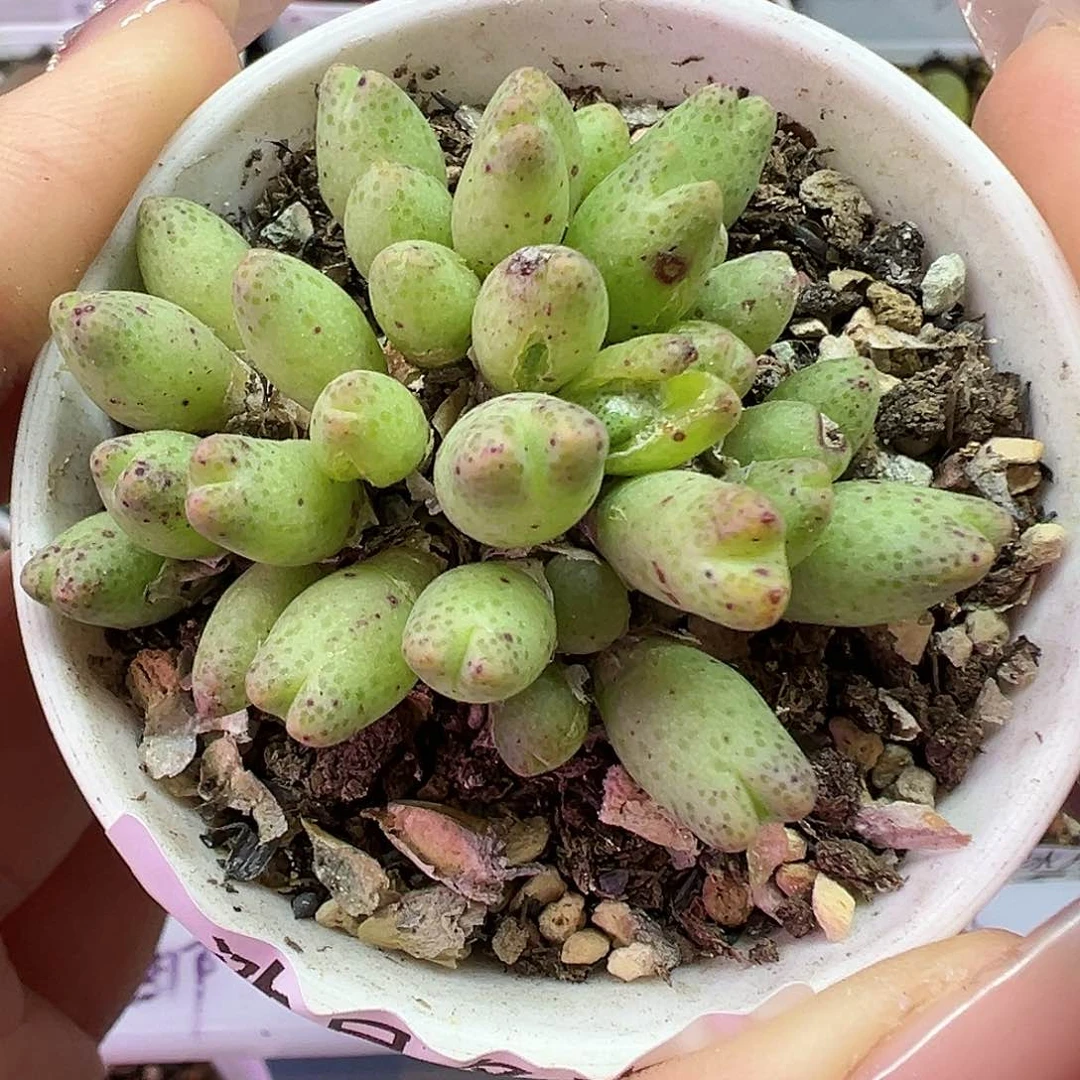 506草莓斑马带盆土发货