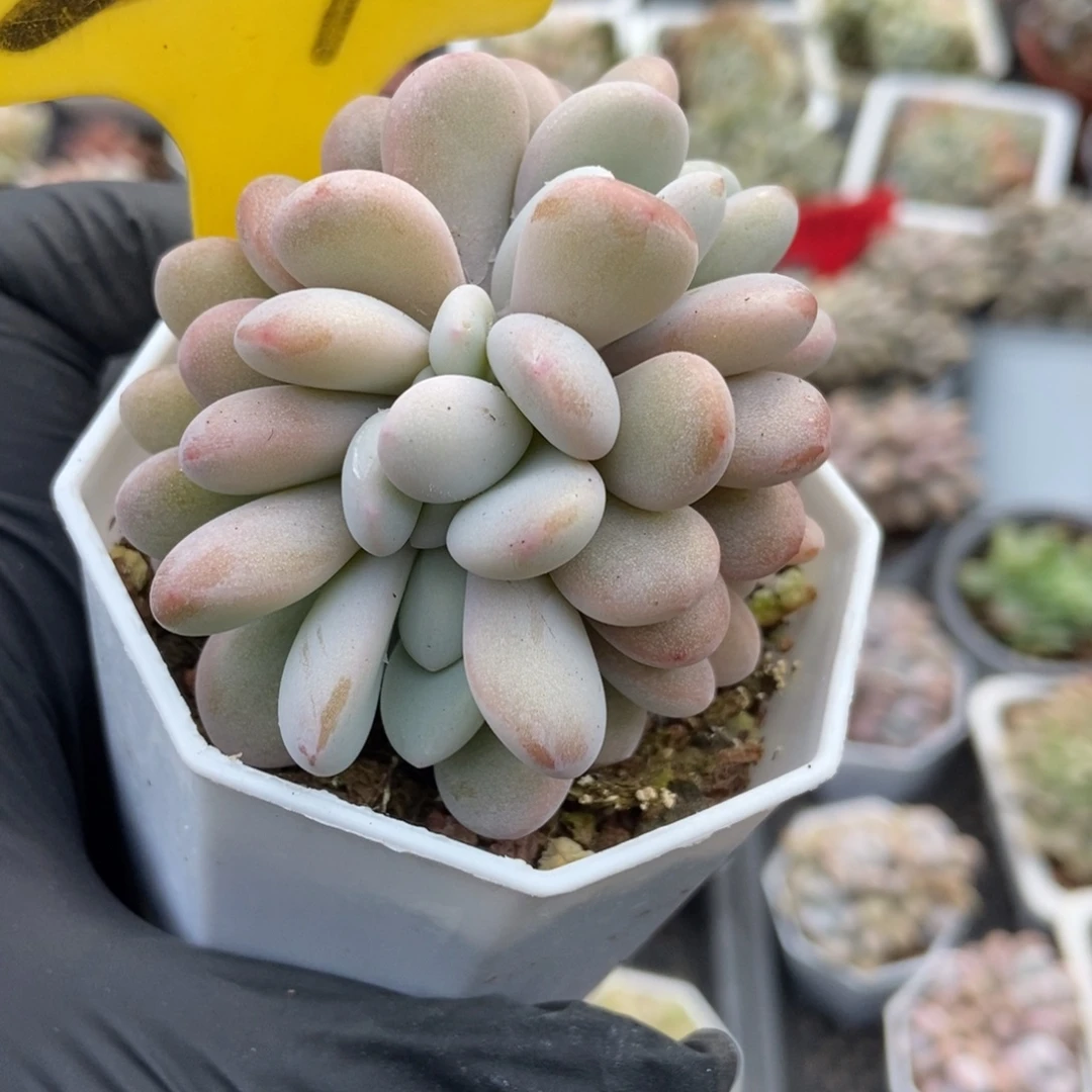 2096粉兔多肉植物多肉