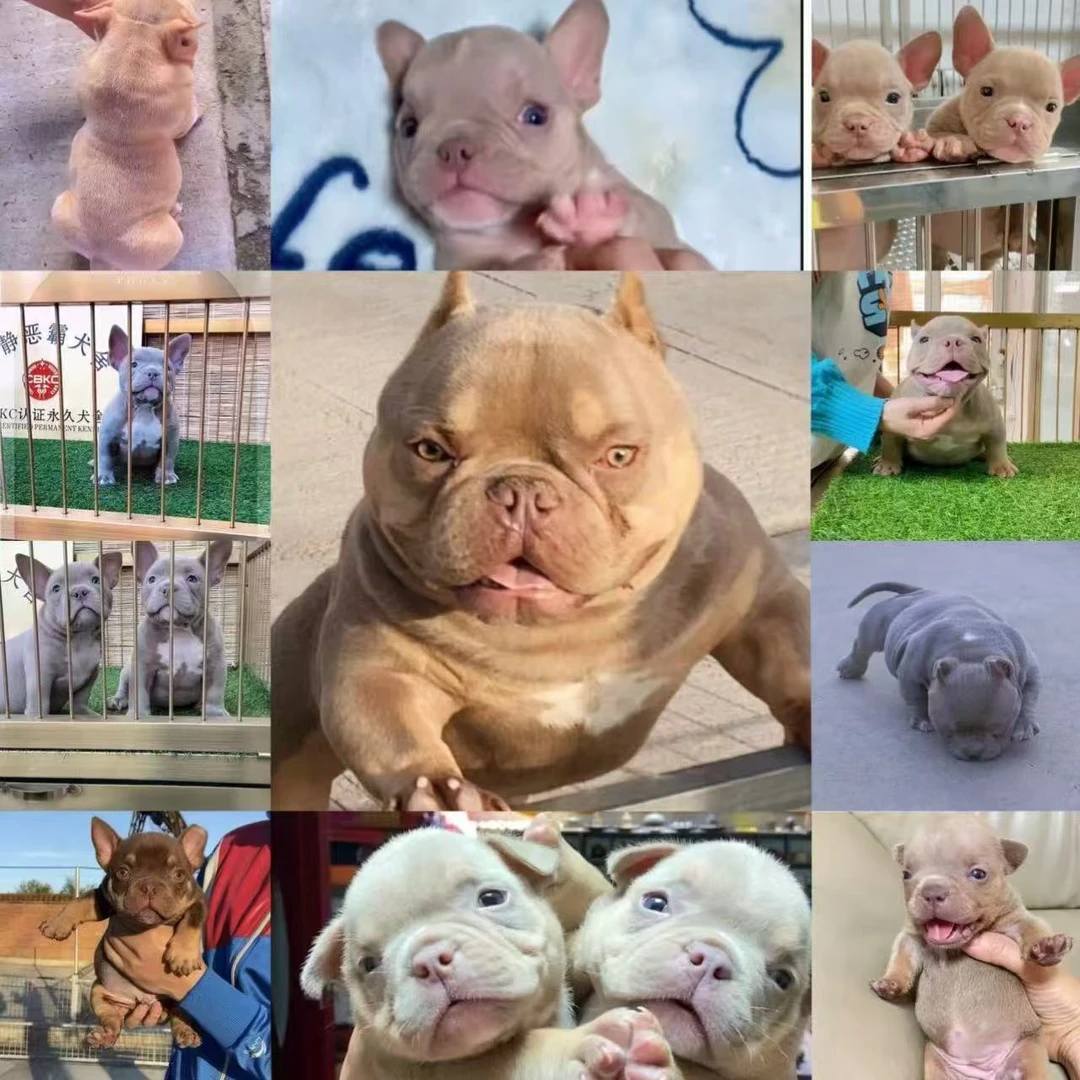 【静静恶霸犬】特体萌系恶霸犬高品质幼犬CBKC认证双血统潮流萌宠