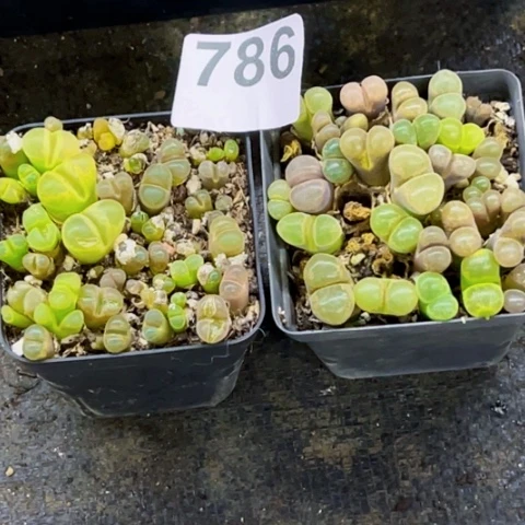 786风玲玉一物一图如图