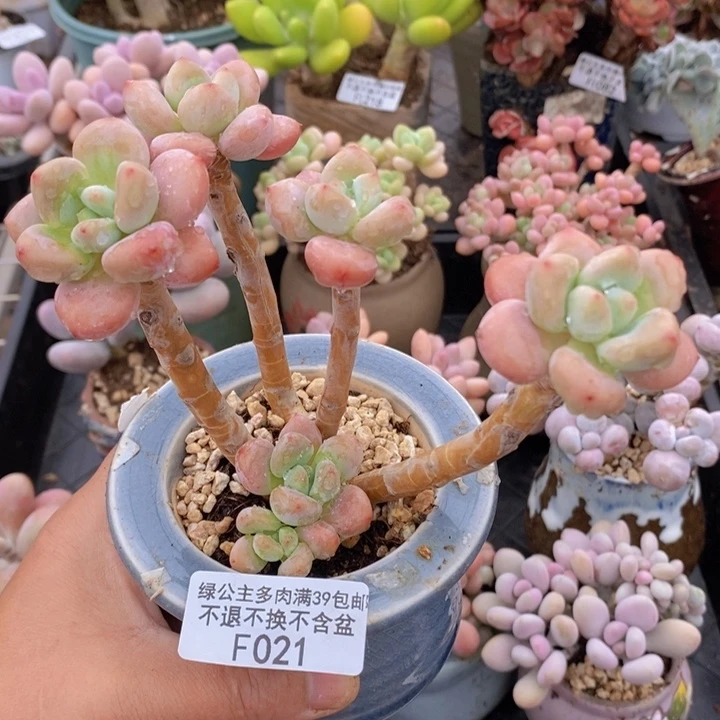 樱花洛神老桩021多肉植物