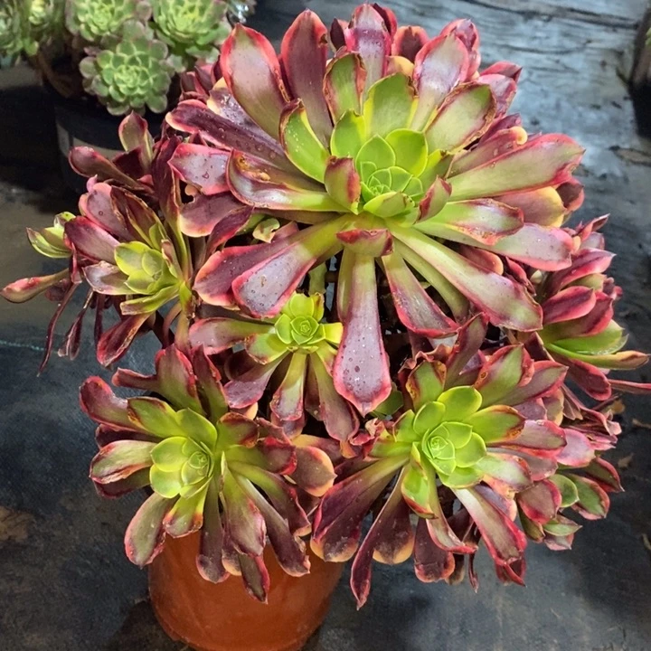 欧嘉莉多肉植物12。