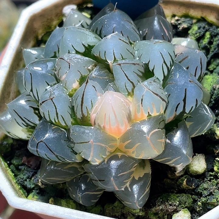 528水中月锦亚母本福利