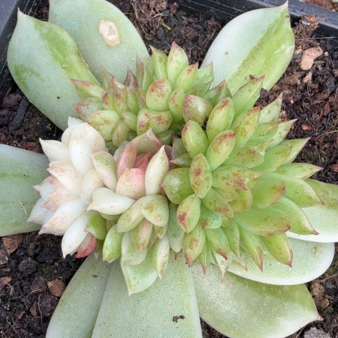 黑水晶锦阴阳锦底座