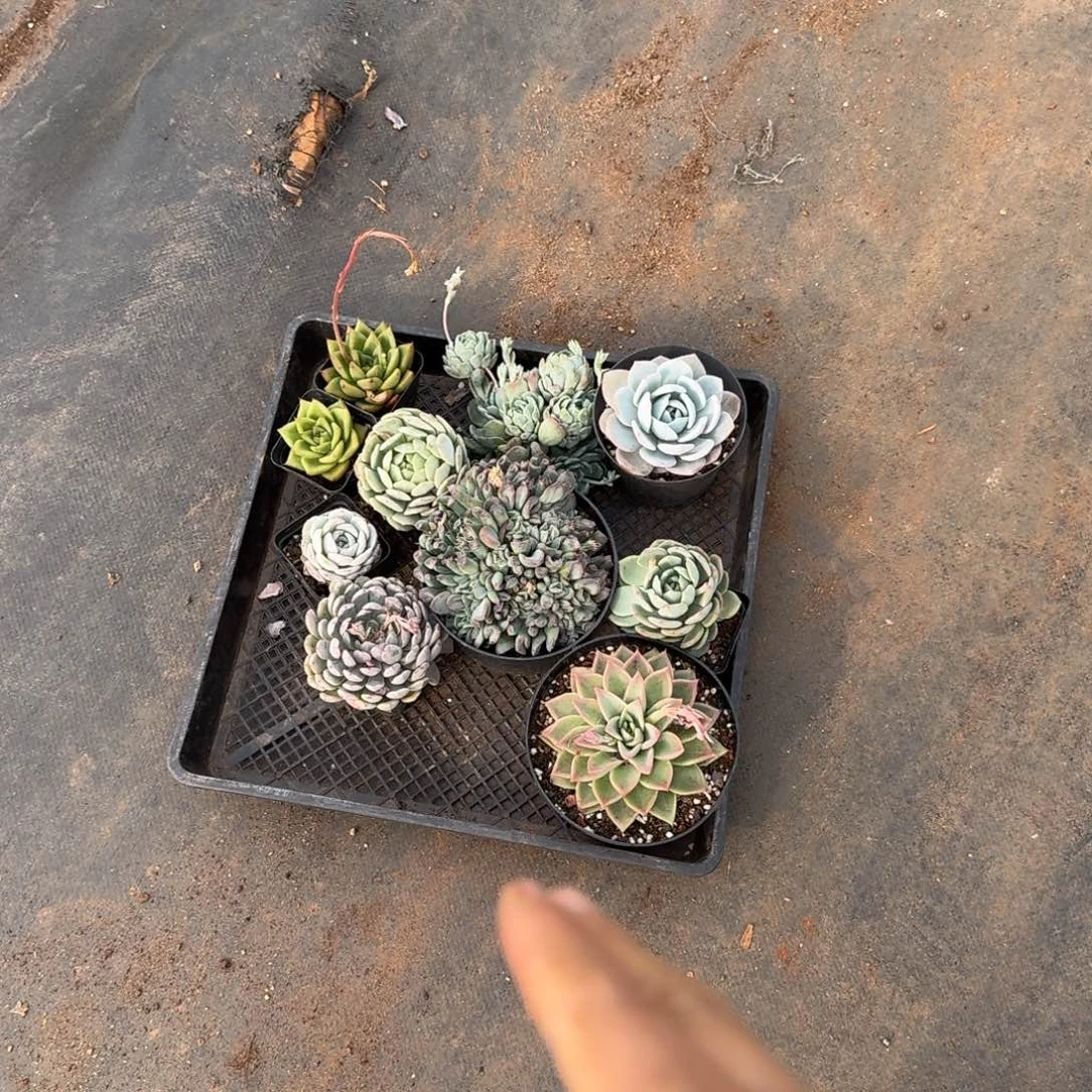 19-21杂交组合量拍十棵不带盆