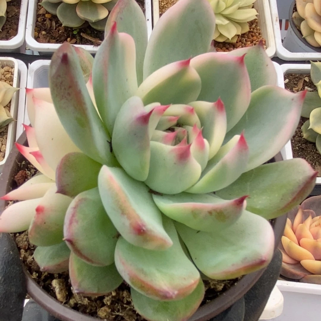 041锦锦锦锦锦锦锦