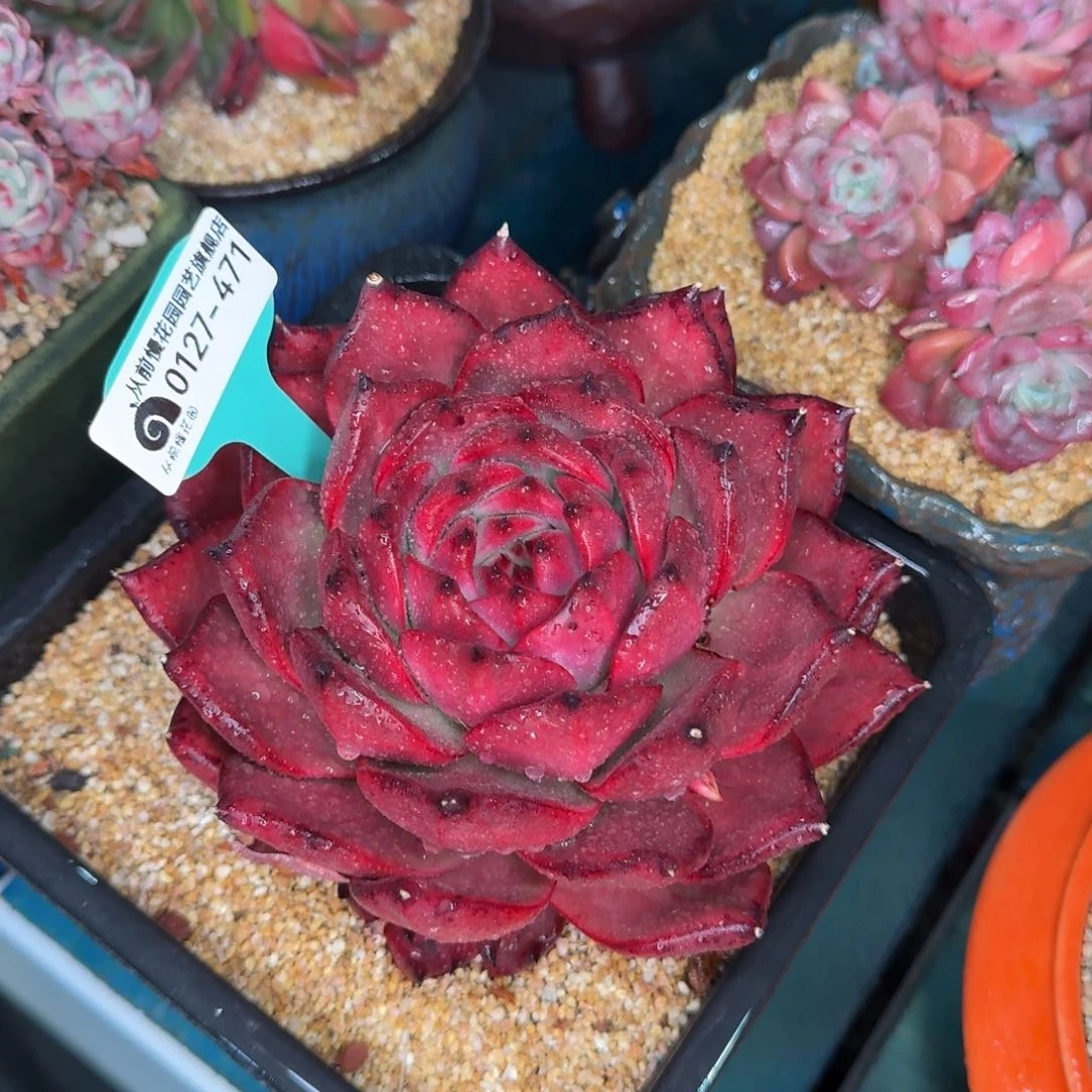 从前慢花园雪雪多肉0127-471