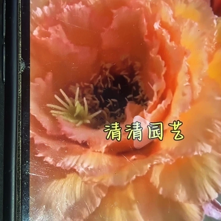 清清春晓根瑕疵黑点