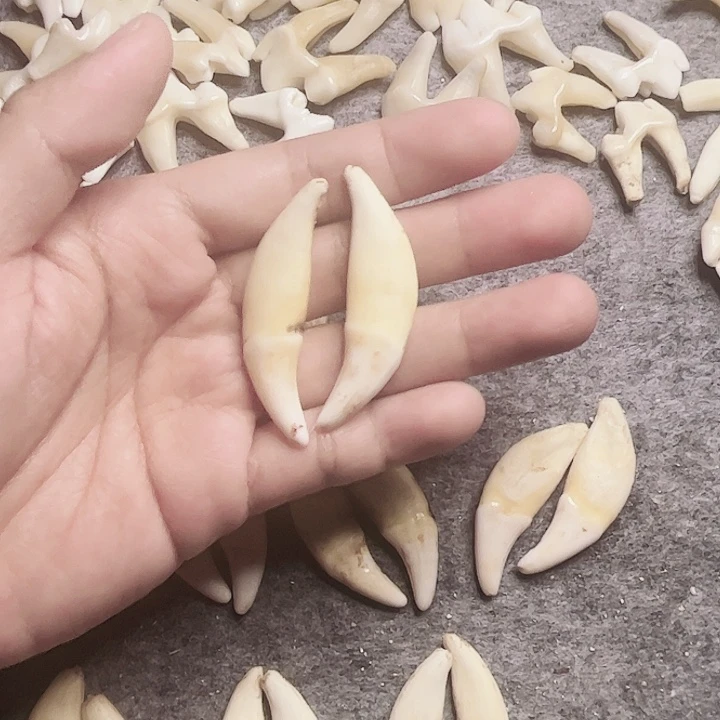 非金属无原生黑牙一对