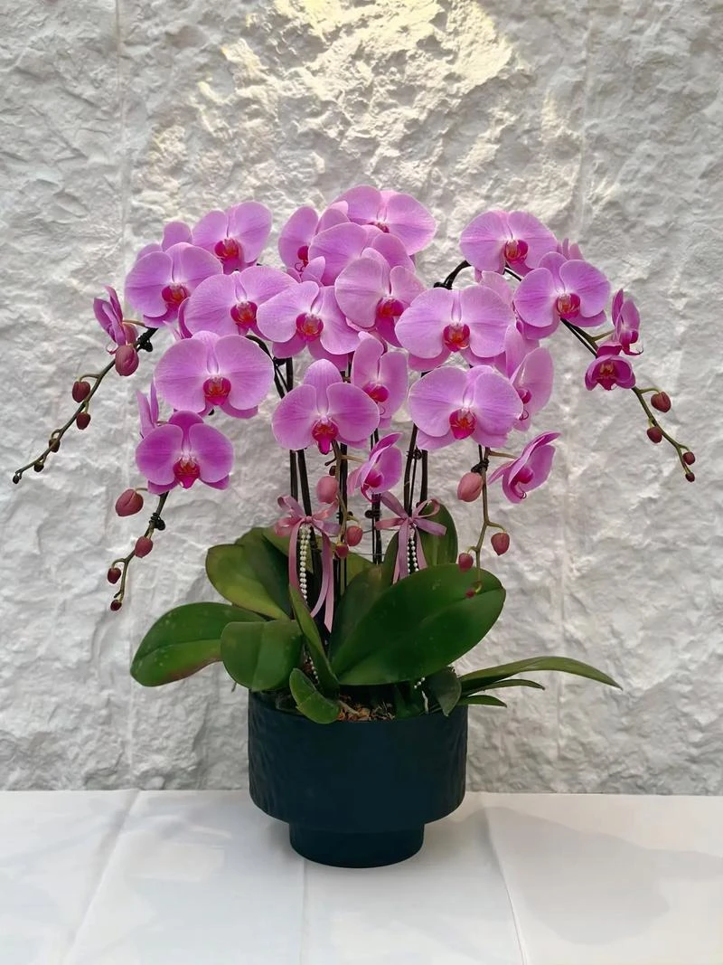 蝴蝶兰《粉冠军》花梗苗3.5寸（粉色大花）