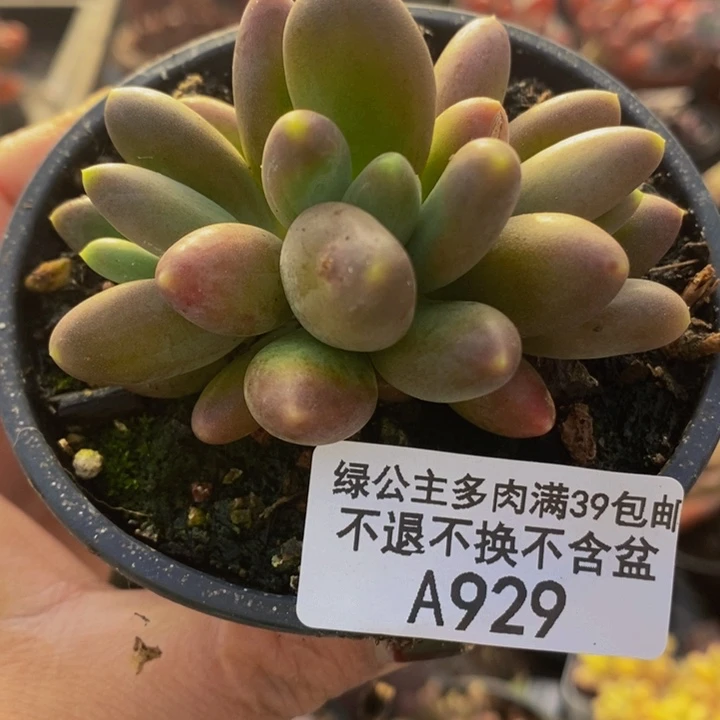 芒果奶7cm929多肉植物