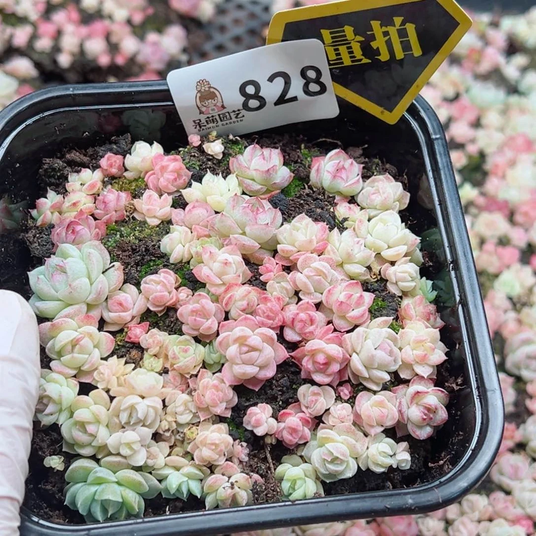 多肉植物多肉植物