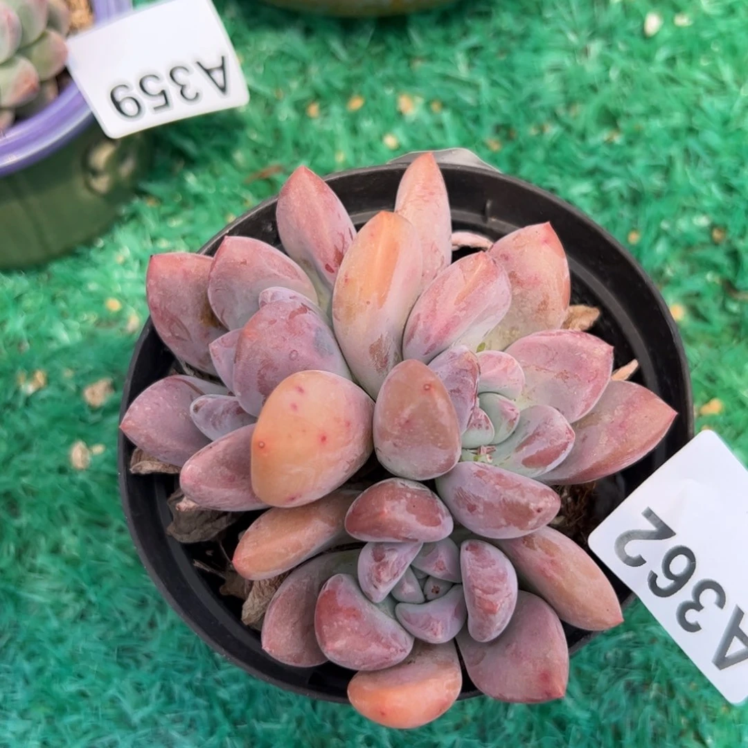 362 满38包邮多肉