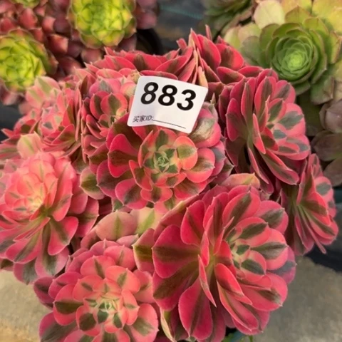 883女巫有断枝处理20厘米左右