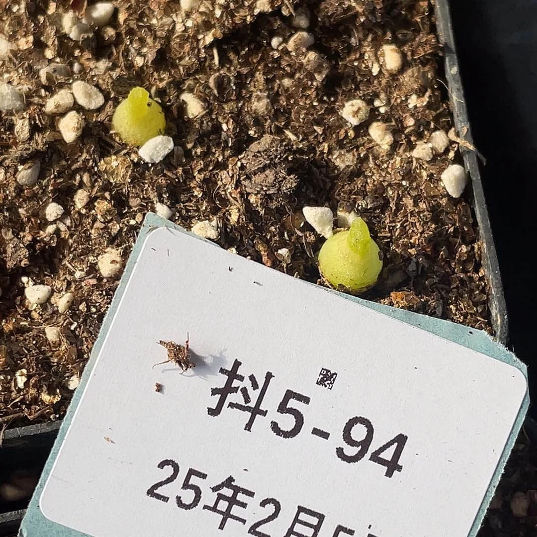 这***比5-94肉锥多肉植物