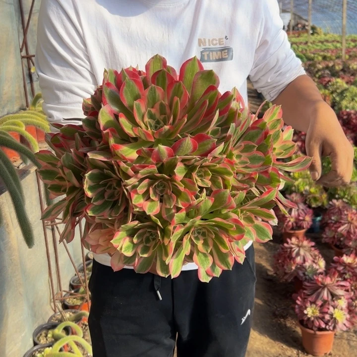 45.8粉女郎一棵包邮