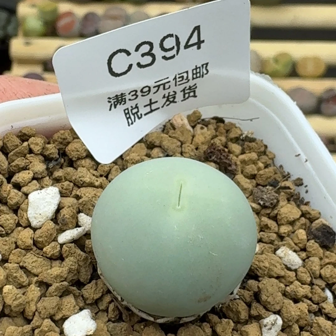 394哈哈哈哈哈哈哈哈哈多肉