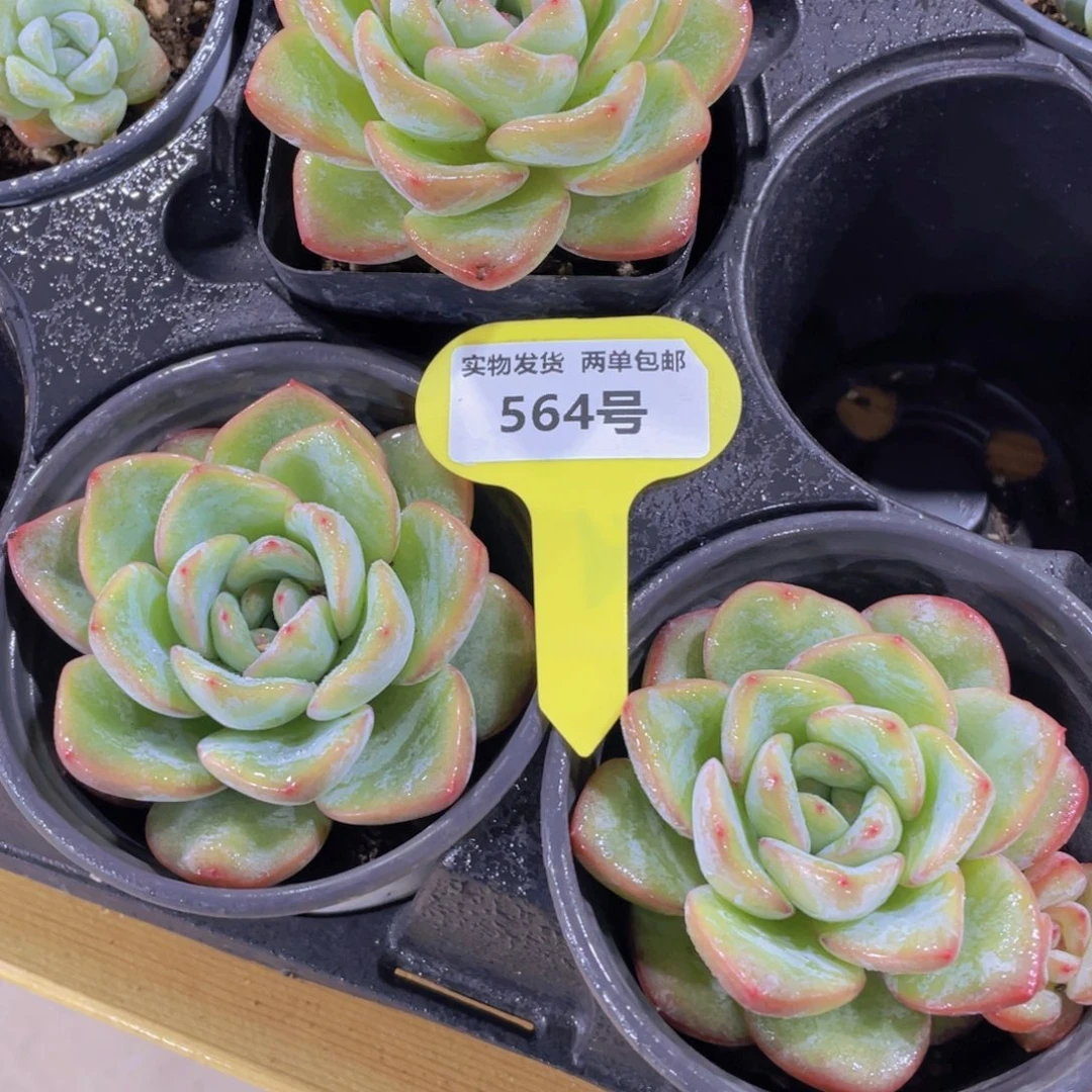 564号 老桩草莓泡芙大单头一个