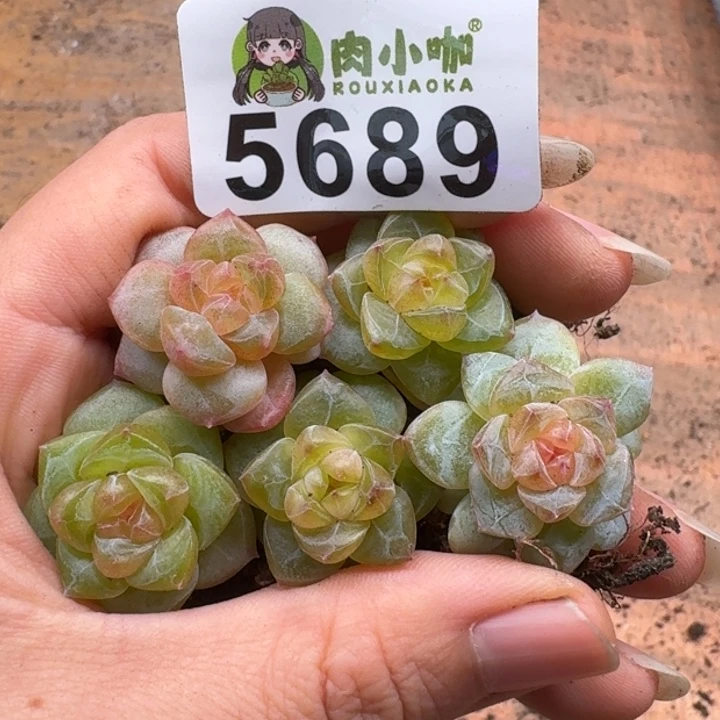多肉植物多肉植物