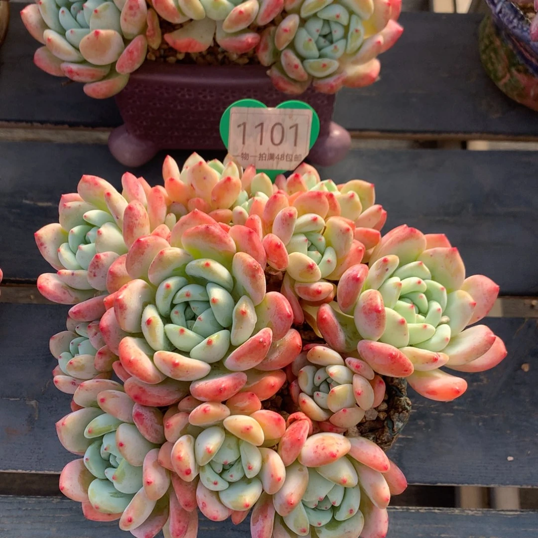 大叶望舒老桩平头1101