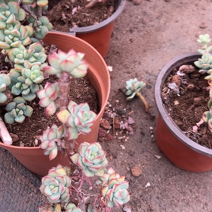 无花朵探戈老桩。