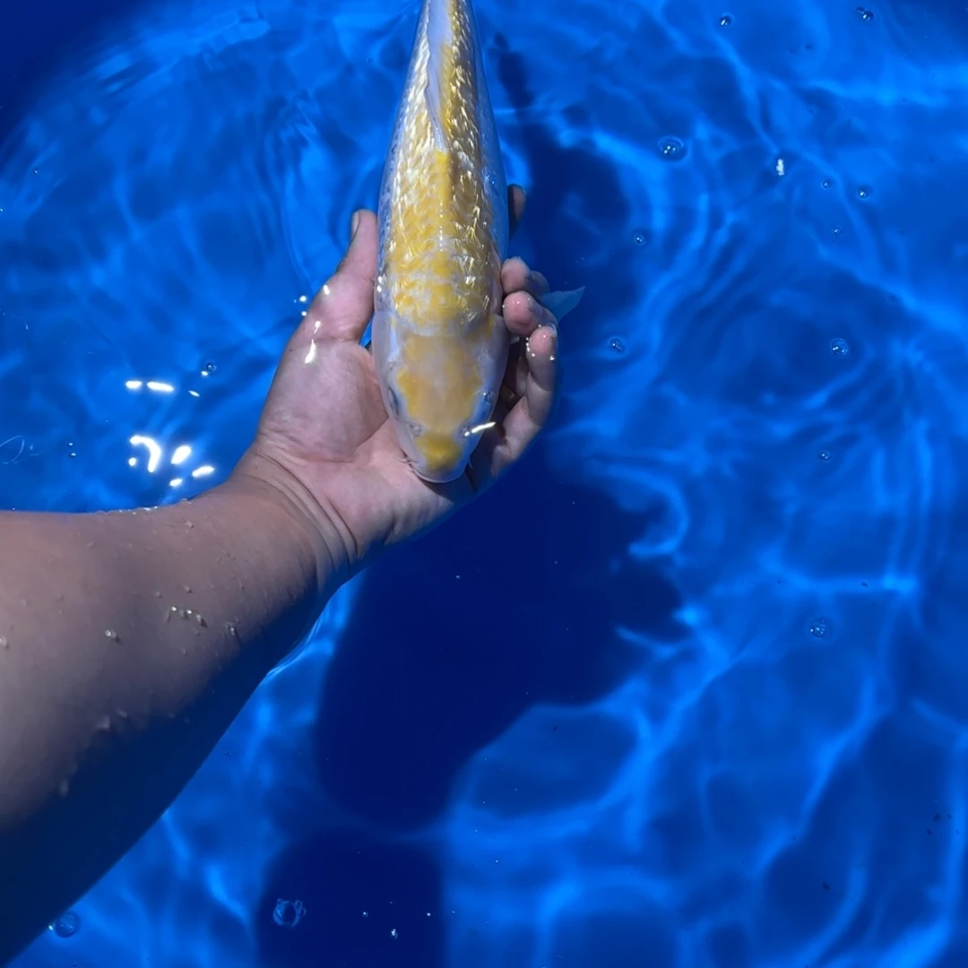 海水鱼大日银鳞猴子10-70