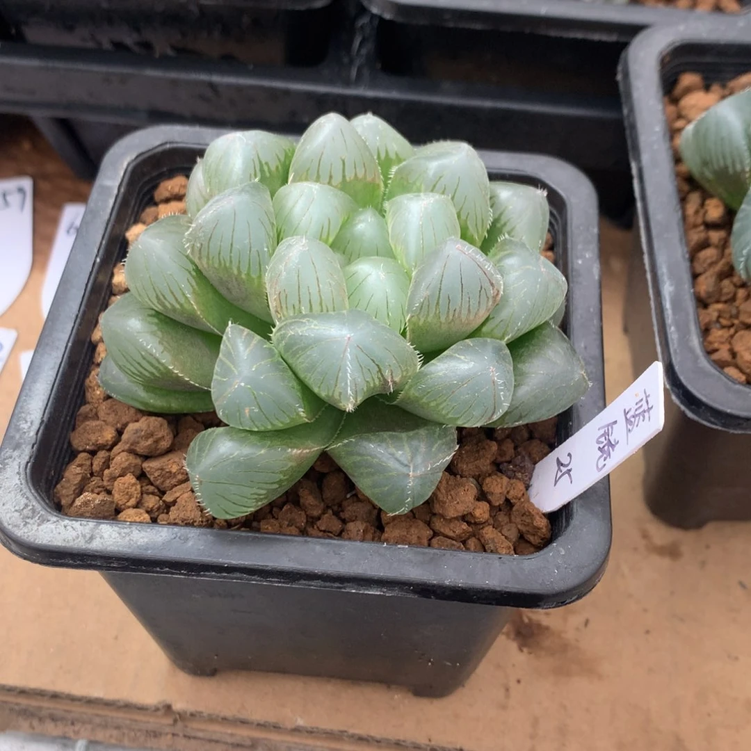 v***黄蓝镜玉露一物一拍