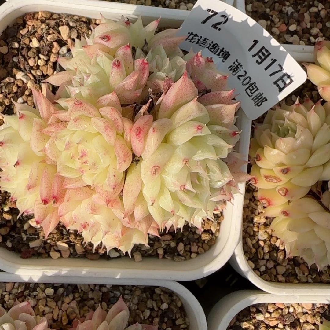 花语逸境0117-72散