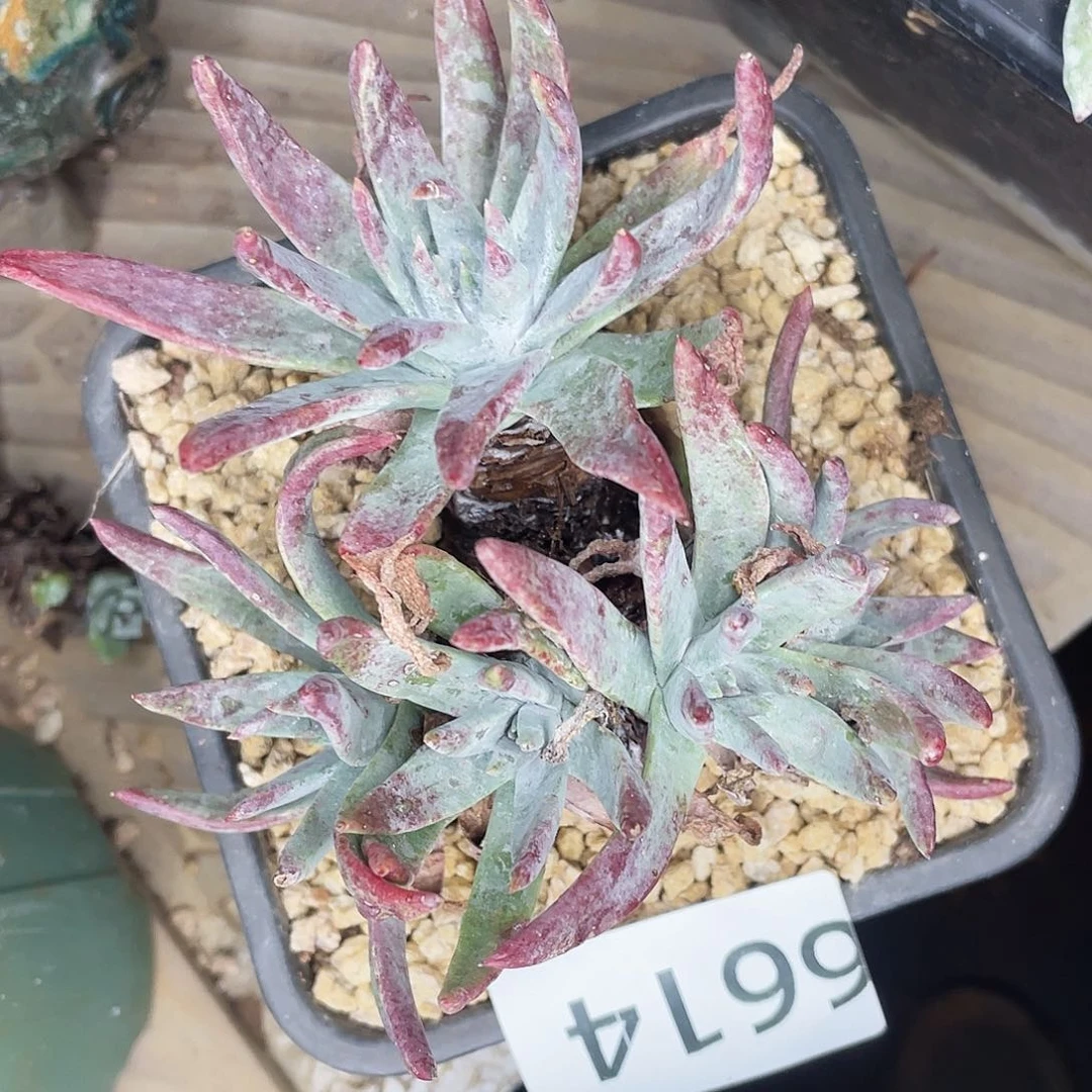 白雪多头老桩6614