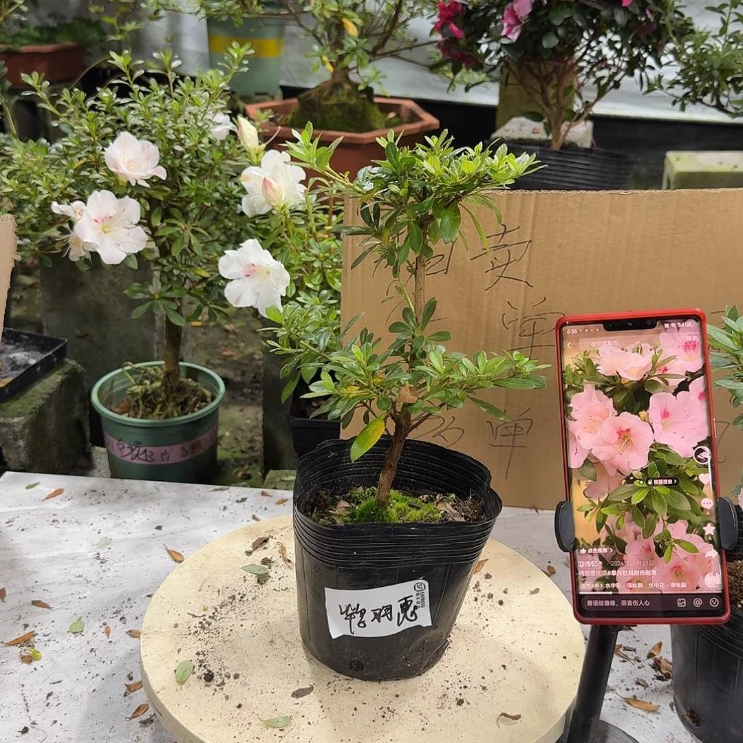全部花苞鸨羽惠杜鹃花