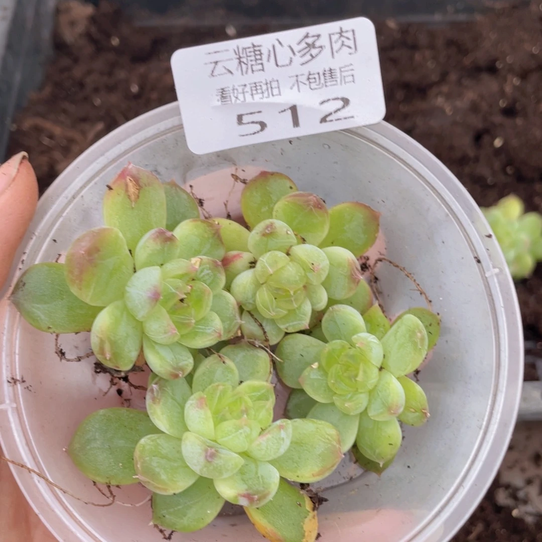 云糖心多肉植物512