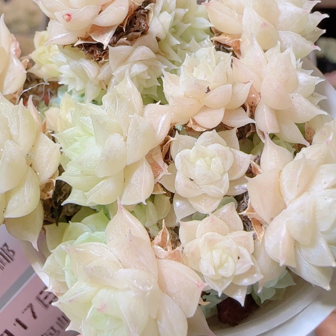 花语逸镜1117-350散