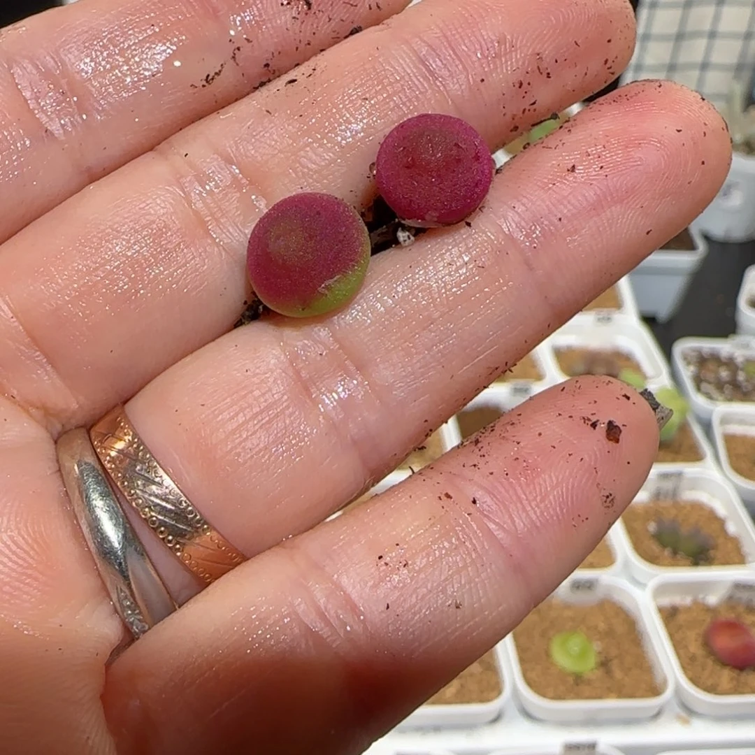 ᝰ****?微木园艺多肉-1632