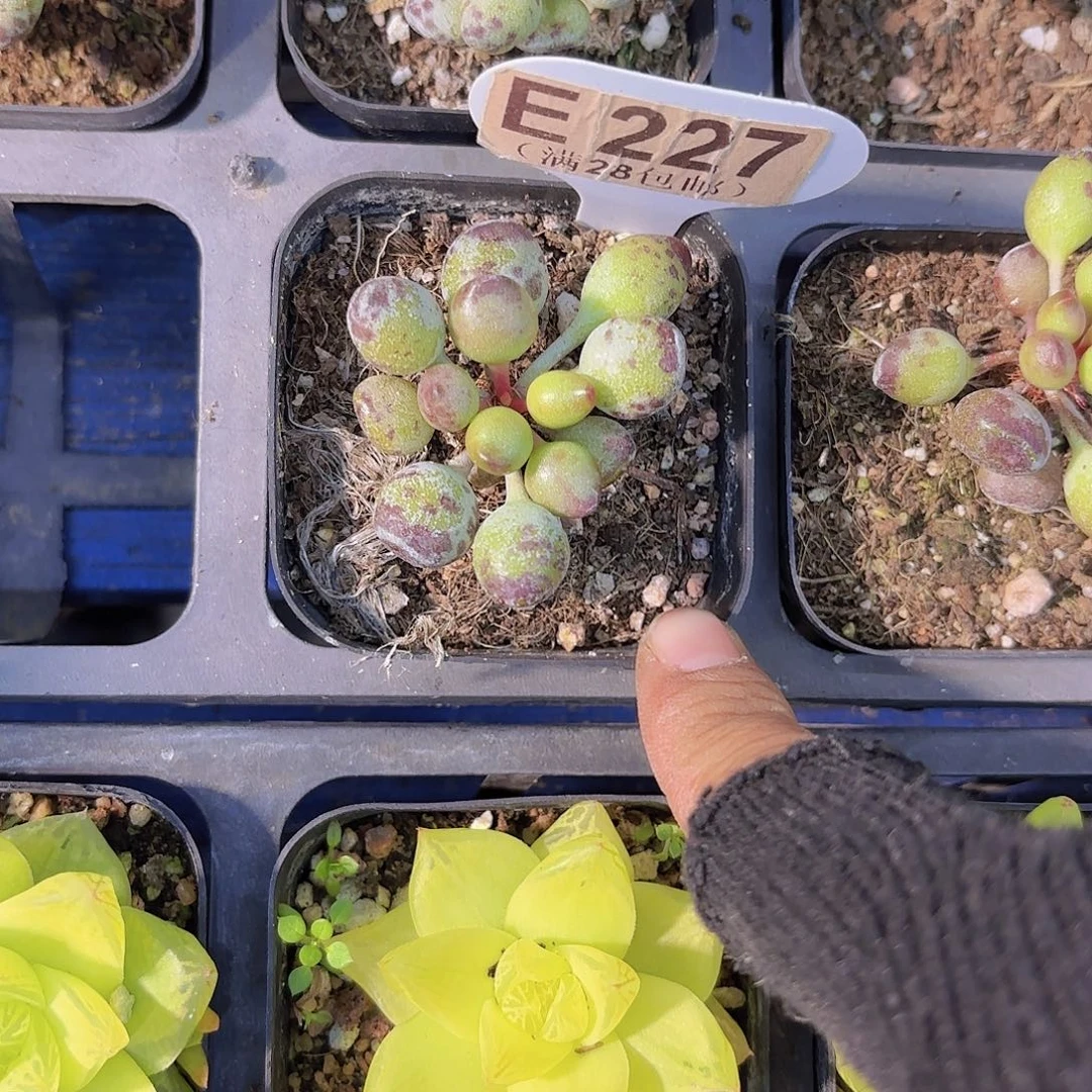 E227鼓吹水泡一物一拍