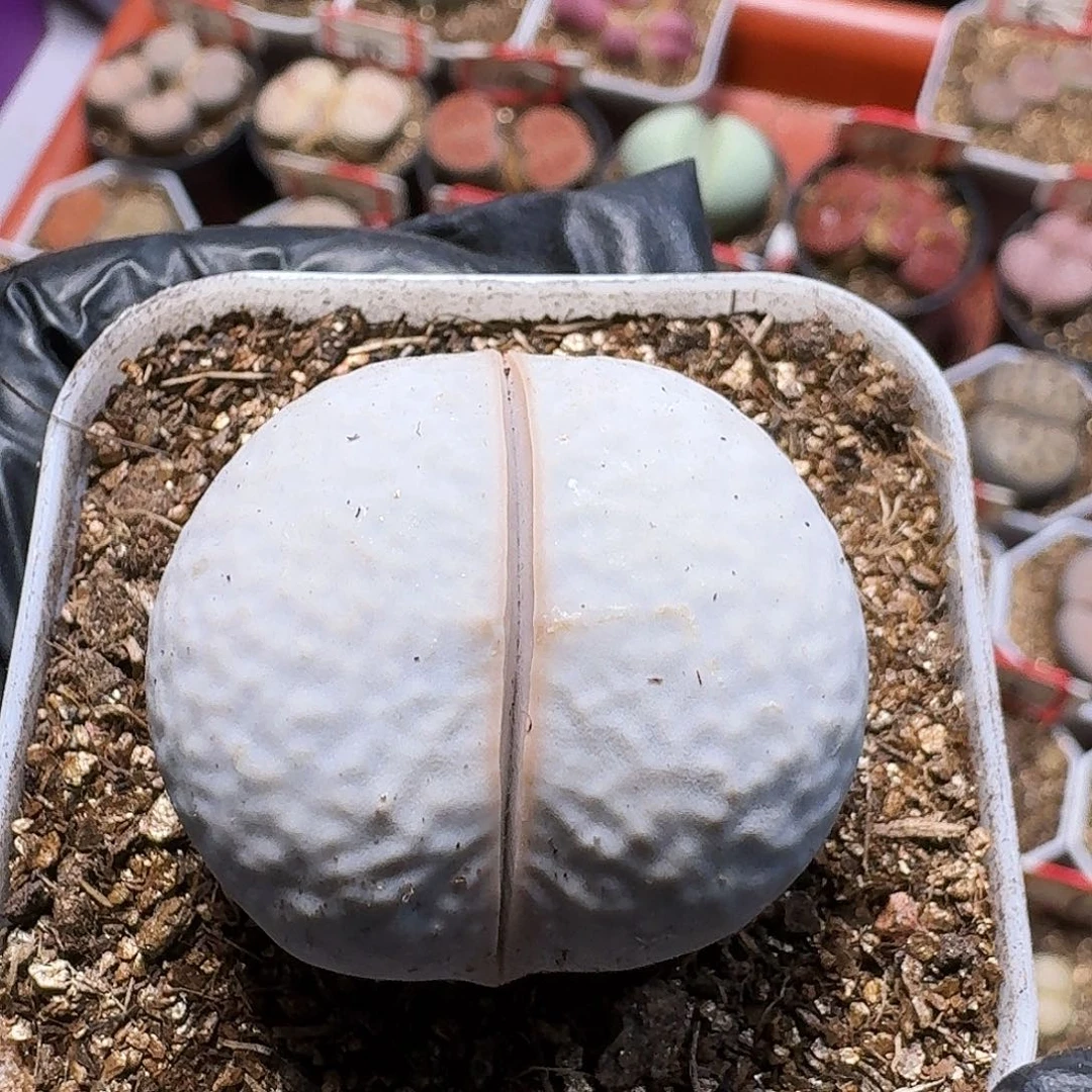 琴***好生石花111111。   193