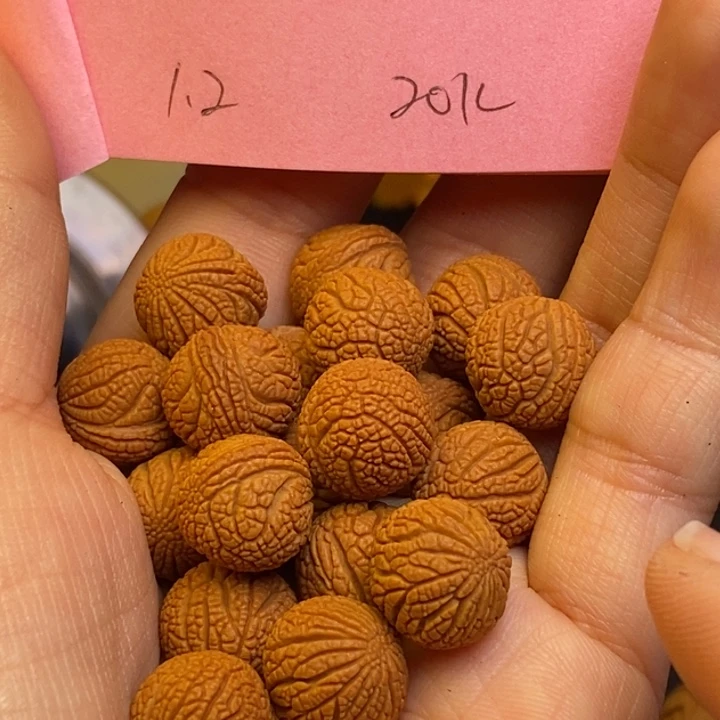 吊坠桃核秦岭龙纹桃核12尺寸