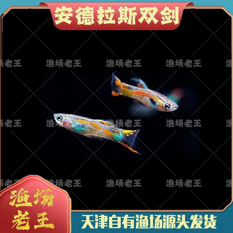 孔雀鱼安哥拉斯双剑