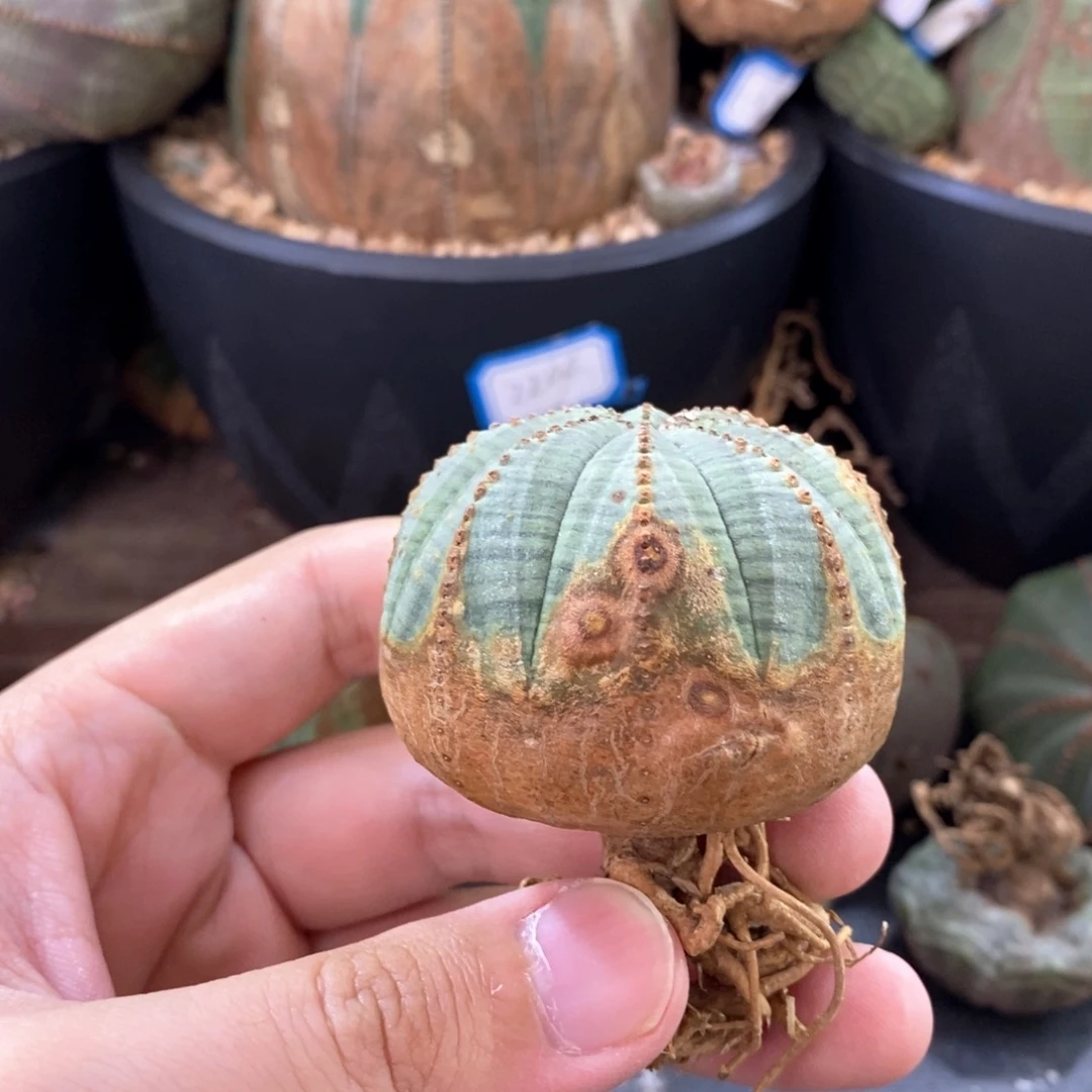 12 欧系实生布纹球多肉植物