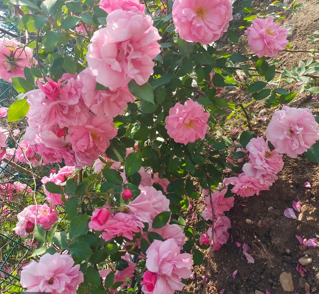 耐寒粉色月季花卉牡丹盆栽多头玫瑰花月季花适合庭院盆栽小杯苗
