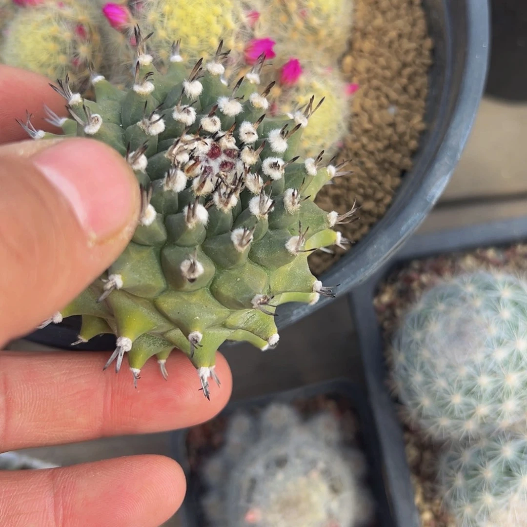 维**贝仙人球多肉植物带盆土