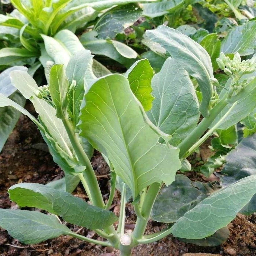 【甜脆芥兰菜种子】甜芯绿芥蓝芥蓝菜广东芥兰种籽农家四季家庭蔬菜